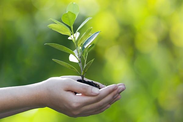 【植樹節專題】守護綠色 保衛地球